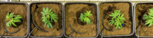 Cannabis medicinal