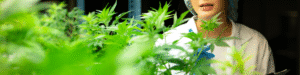 IFA e IFAV de Cannabis 