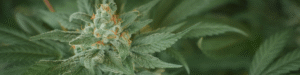 IFA e IFAV de Cannabis 