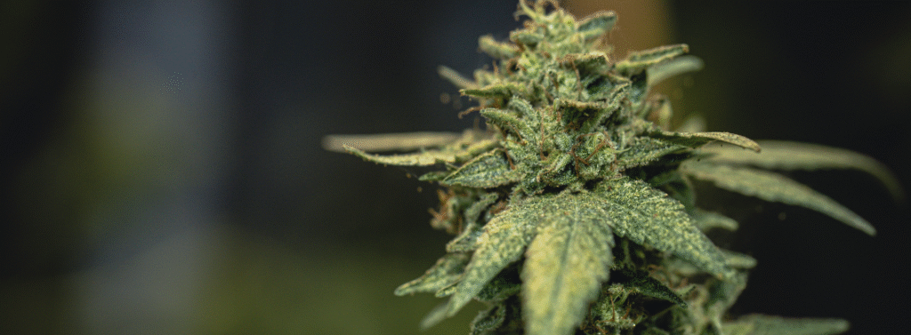 UFA e UFAV de Cannabis