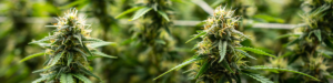 Pé de Cannabis Sativa